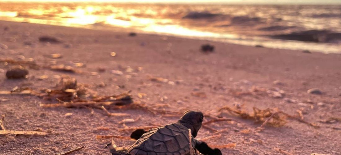 LIBERAN MÁS DE DOSCIENTAS TORTUGAS