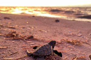 LIBERAN MÁS DE DOSCIENTAS TORTUGAS