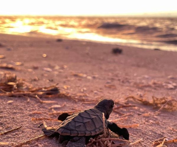 LIBERAN MÁS DE DOSCIENTAS TORTUGAS