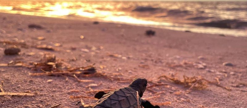 LIBERAN MÁS DE DOSCIENTAS TORTUGAS