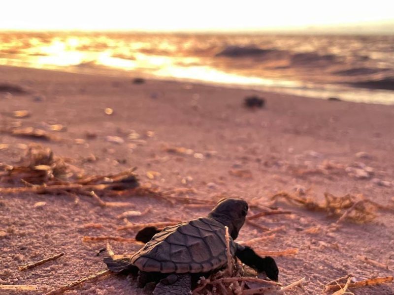 LIBERAN MÁS DE DOSCIENTAS TORTUGAS