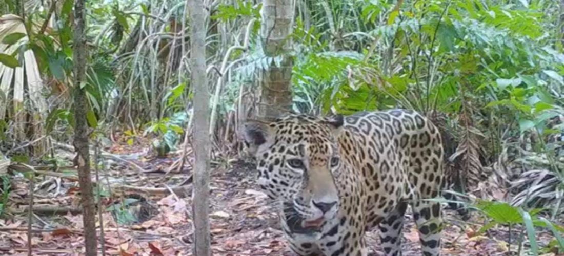YA SON OCHO EJEMPLARES DE JAGUAR EN YUCATÁN
