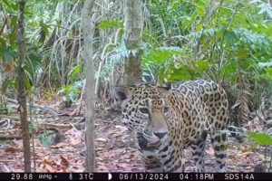 YA SON OCHO EJEMPLARES DE JAGUAR EN YUCATÁN