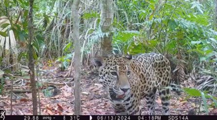 YA SON OCHO EJEMPLARES DE JAGUAR EN YUCATÁN