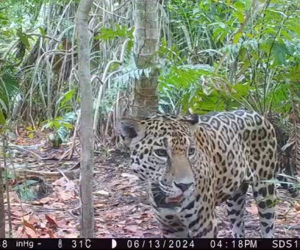 YA SON OCHO EJEMPLARES DE JAGUAR EN YUCATÁN