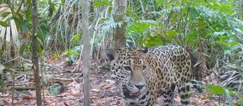 YA SON OCHO EJEMPLARES DE JAGUAR EN YUCATÁN