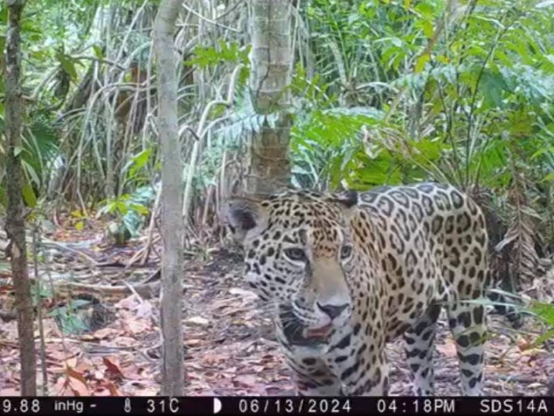 YA SON OCHO EJEMPLARES DE JAGUAR EN YUCATÁN