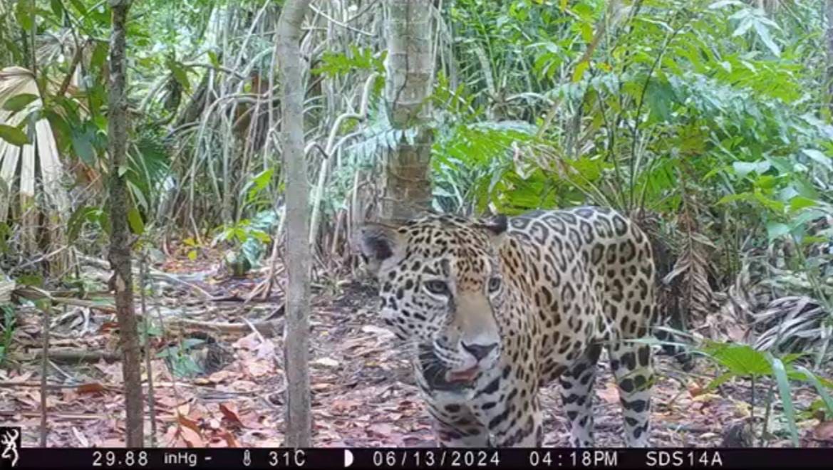 YA SON OCHO EJEMPLARES DE JAGUAR EN YUCATÁN
