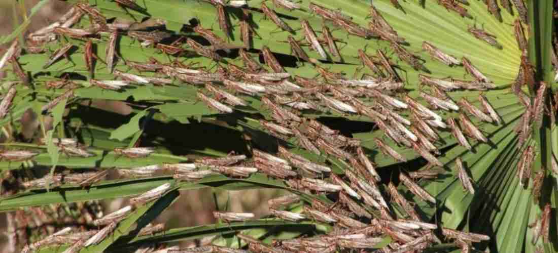 SI OBSERVAS UNA MANGA DE LANGOSTAS REPORTALO