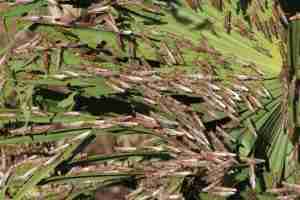 SI OBSERVAS UNA MANGA DE LANGOSTAS REPORTALO