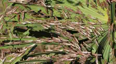 SI OBSERVAS UNA MANGA DE LANGOSTAS REPORTALO