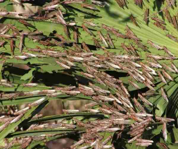 SI OBSERVAS UNA MANGA DE LANGOSTAS REPORTALO