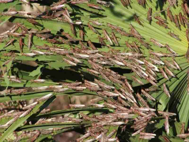 SI OBSERVAS UNA MANGA DE LANGOSTAS REPORTALO