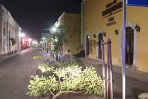 DENUNCIAN A SUJETO QUE ROMPIO LOS ÁRBOLES