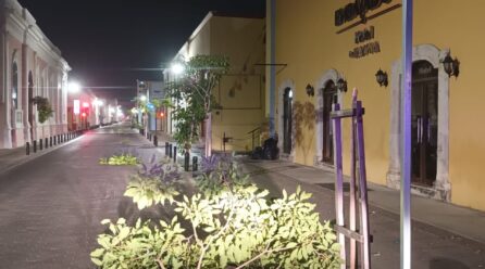 DENUNCIAN A SUJETO QUE ROMPIO LOS ÁRBOLES