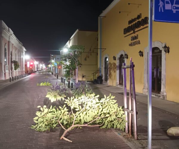 DENUNCIAN A SUJETO QUE ROMPIO LOS ÁRBOLES