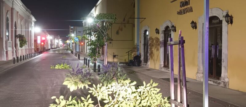 DENUNCIAN A SUJETO QUE ROMPIO LOS ÁRBOLES