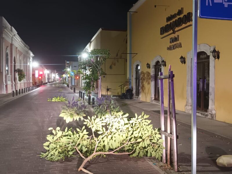 DENUNCIAN A SUJETO QUE ROMPIO LOS ÁRBOLES