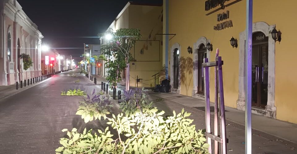 DENUNCIAN A SUJETO QUE ROMPIO LOS ÁRBOLES