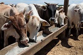 BAJO CONTROL EL GUSANO BARRENADOR