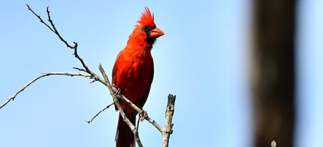 LUCHAN POR PRESERVAR ESPECIES ENDÉMICAS