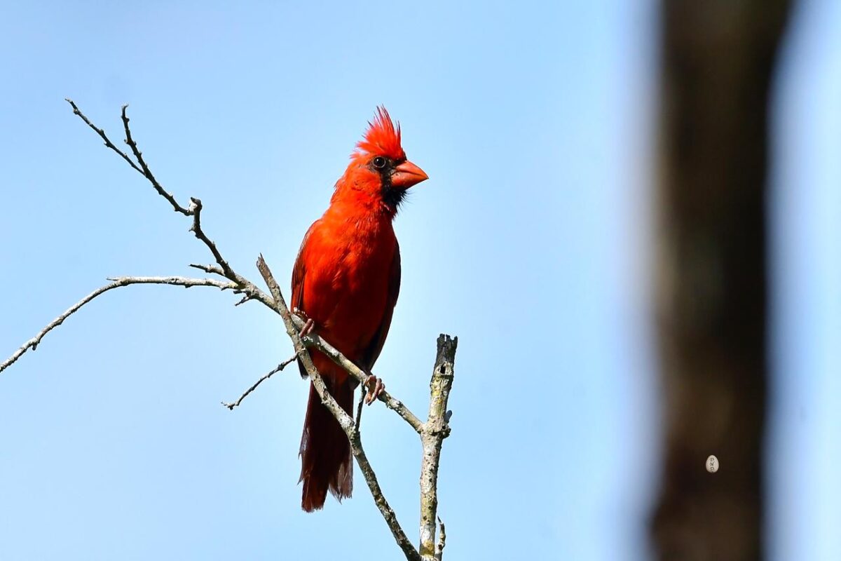 LUCHAN POR PRESERVAR ESPECIES ENDÉMICAS