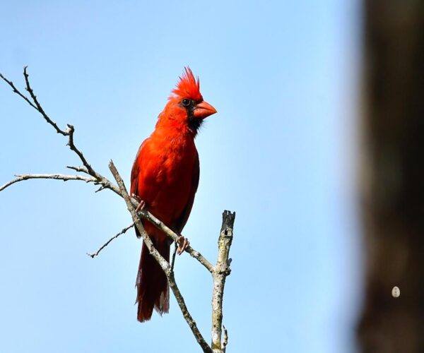 LUCHAN POR PRESERVAR ESPECIES ENDÉMICAS