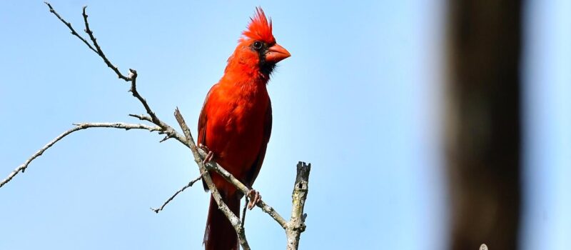 LUCHAN POR PRESERVAR ESPECIES ENDÉMICAS