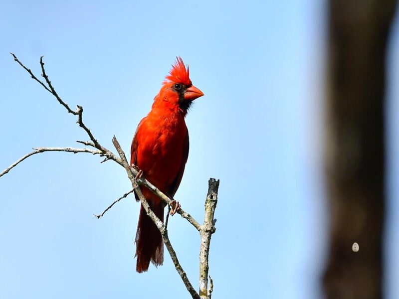 LUCHAN POR PRESERVAR ESPECIES ENDÉMICAS