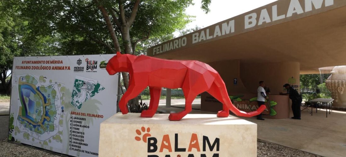 CECI PATRÓN INAUGURA EL FELINARIO “BALAM BALAM”