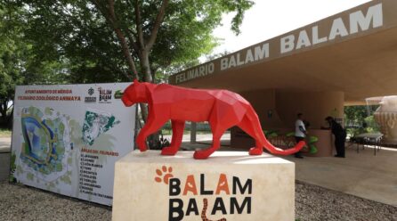 CECI PATRÓN INAUGURA EL FELINARIO “BALAM BALAM”