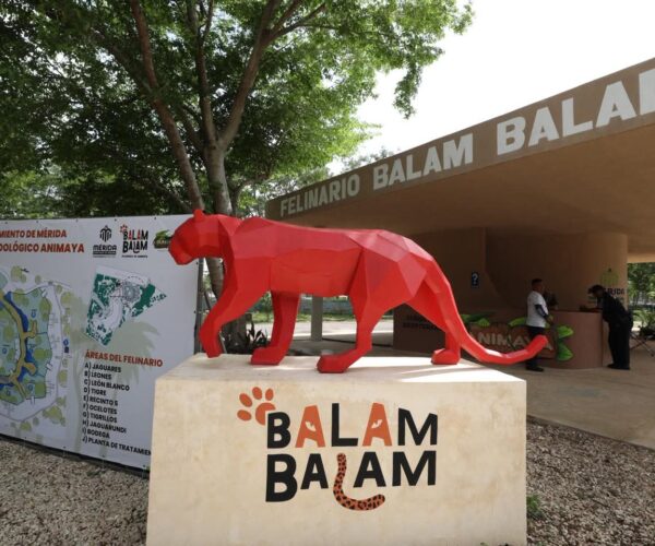 CECI PATRÓN INAUGURA EL FELINARIO “BALAM BALAM”