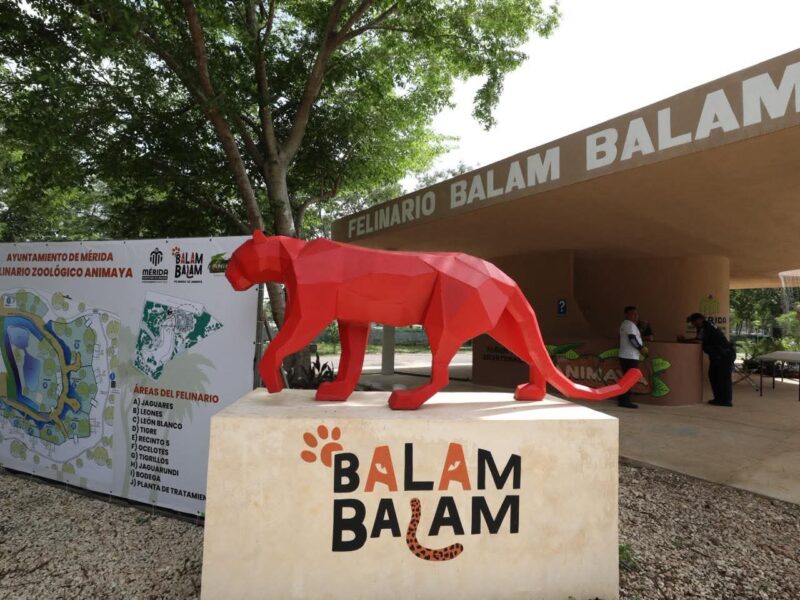 CECI PATRÓN INAUGURA EL FELINARIO “BALAM BALAM”