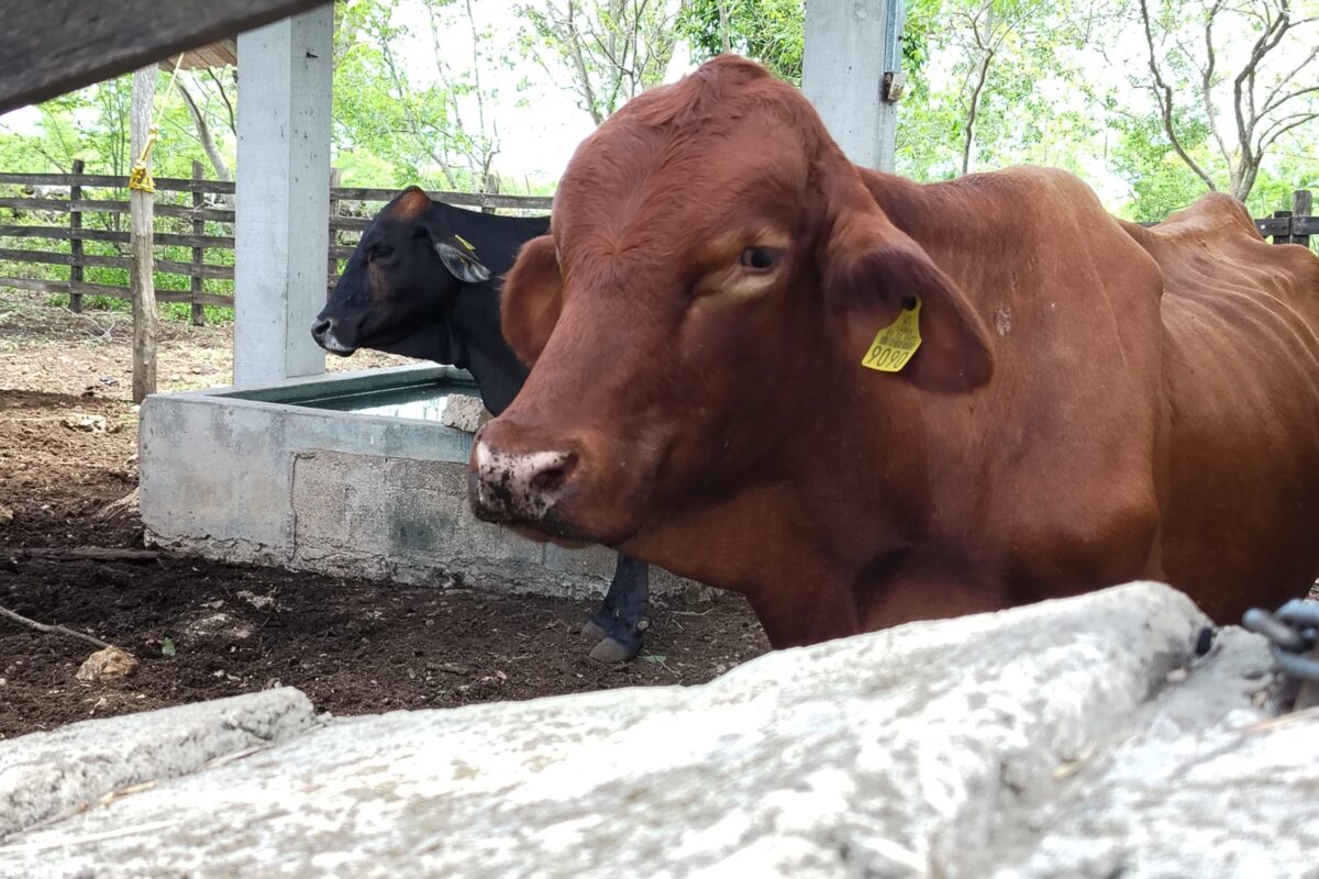 REPORTA CUALQUIER SOSPECHA DE INFECCIÓN