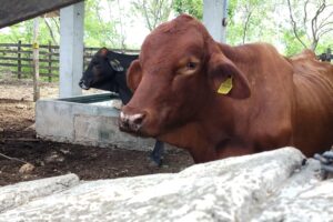 REPORTA CUALQUIER SOSPECHA DE INFECCIÓN