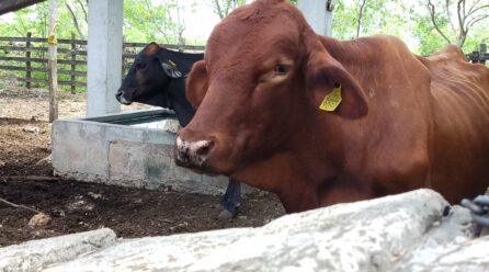 REPORTA CUALQUIER SOSPECHA DE INFECCIÓN