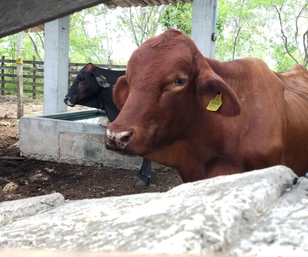 REPORTA CUALQUIER SOSPECHA DE INFECCIÓN