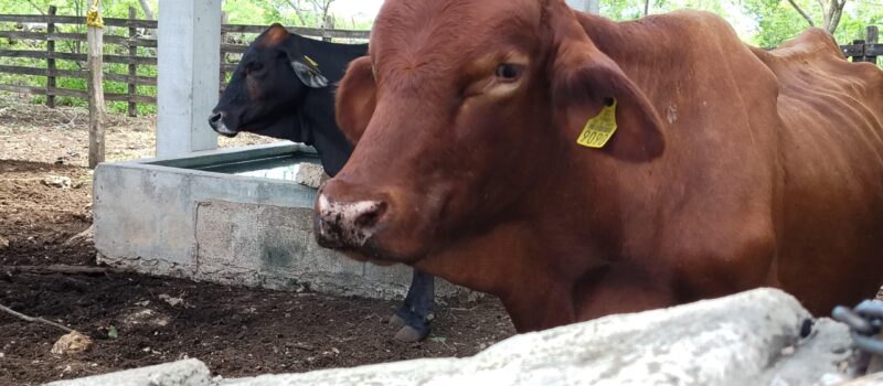 REPORTA CUALQUIER SOSPECHA DE INFECCIÓN