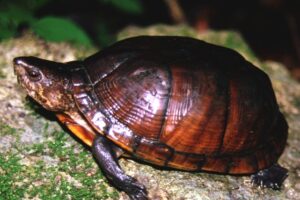 TORTUGA DE PANTANO EN MAYOR RIESGO