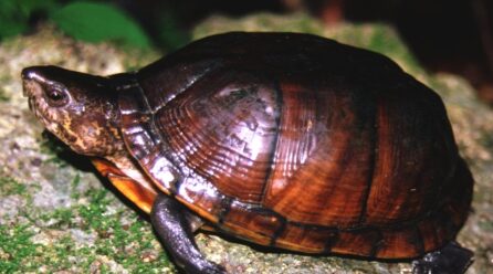 TORTUGA DE PANTANO EN MAYOR RIESGO