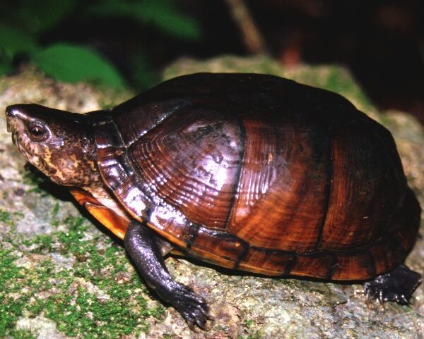 TORTUGA DE PANTANO EN MAYOR RIESGO
