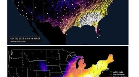 NUEVO RECORD DE MIGRACIÓN DE AVES