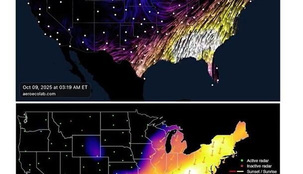 NUEVO RECORD DE MIGRACIÓN DE AVES