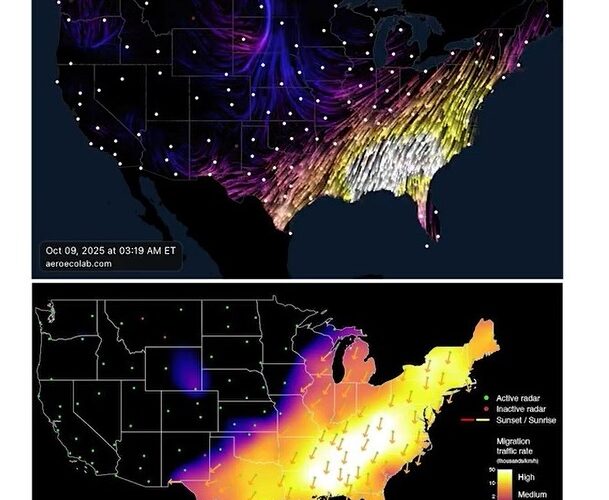 NUEVO RECORD DE MIGRACIÓN DE AVES