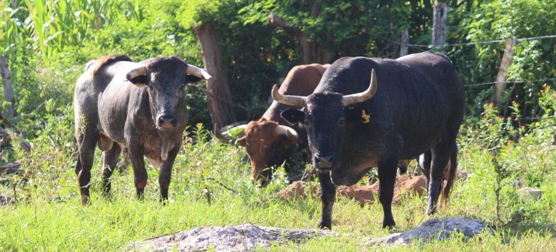 ESTRECHA COORDINACIÓN CONTRA EL GUSANO BARRENADOR