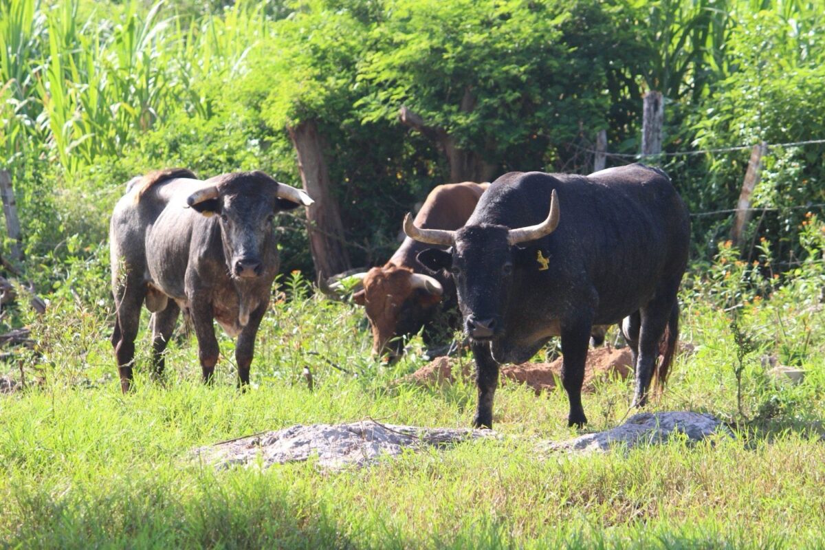 ESTRECHA COORDINACIÓN CONTRA EL GUSANO BARRENADOR