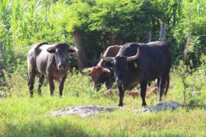 ESTRECHA COORDINACIÓN CONTRA EL GUSANO BARRENADOR