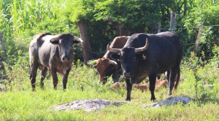 ESTRECHA COORDINACIÓN CONTRA EL GUSANO BARRENADOR