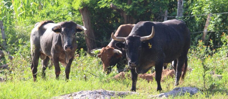 ESTRECHA COORDINACIÓN CONTRA EL GUSANO BARRENADOR