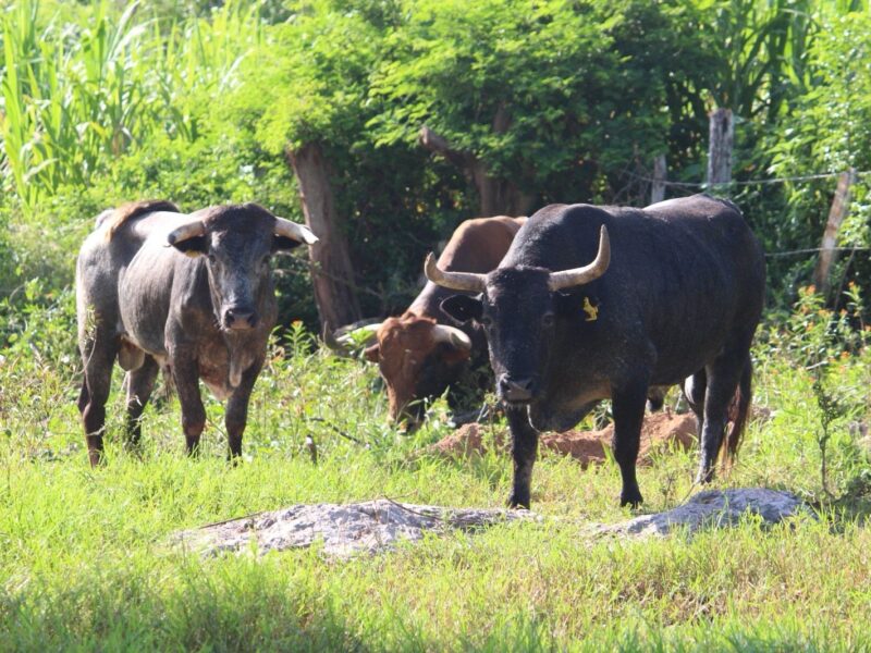 ESTRECHA COORDINACIÓN CONTRA EL GUSANO BARRENADOR